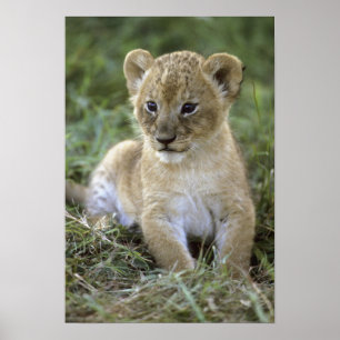Afrikaanse leeuw, Panthera leo), Tanzania, Poster