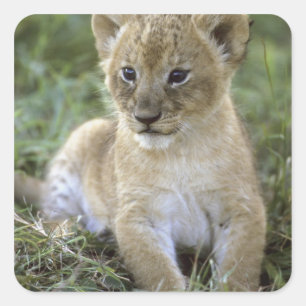 Afrikaanse leeuw, Panthera leo), Tanzania, Vierkante Sticker