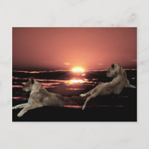 Afrikaanse leeuwen rustend bij zonsondergang briefkaart