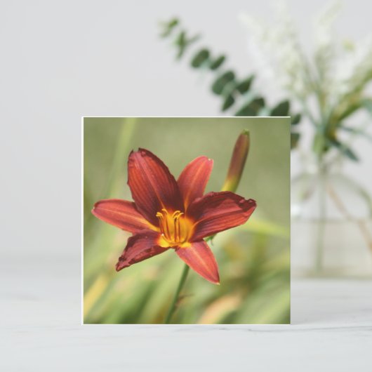 Afrikaanse lelie (Staand voorkant)