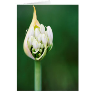 Afrikaanse lelie, Agapanthus Praecox, Kaapstad