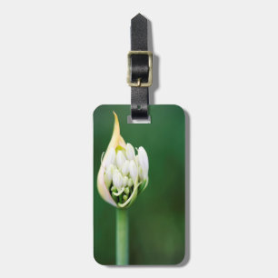 Afrikaanse lelie, Agapanthus Praecox, Kaapstad Bagagelabel
