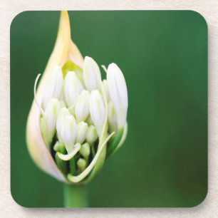 Afrikaanse lelie, Agapanthus Praecox, Kaapstad Drankjes Onderzetter