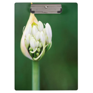 Afrikaanse lelie, Agapanthus Praecox, Kaapstad Klembord