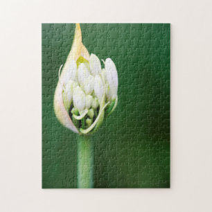 Afrikaanse lelie, Agapanthus Praecox, Kaapstad Legpuzzel