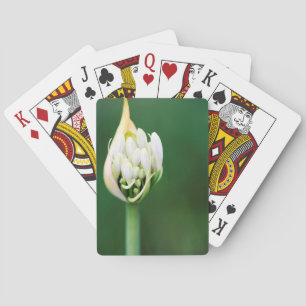 Afrikaanse lelie, Agapanthus Praecox, Kaapstad Pokerkaarten