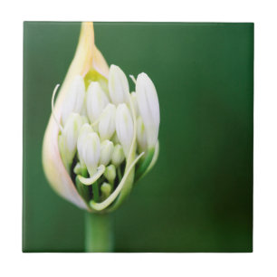 Afrikaanse lelie, Agapanthus Praecox, Kaapstad Tegeltje