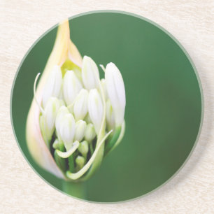 Afrikaanse lelie, Agapanthus Praecox, Kaapstad Zandsteen Onderzetter