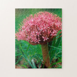 Afrikaanse lelie (Agapanthus Praecox), Mala Mala Legpuzzel