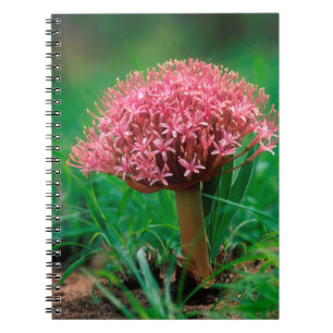 Afrikaanse lelie (Agapanthus Praecox), Mala Mala Notitieboek