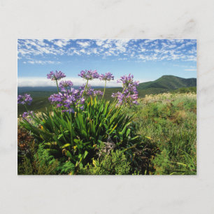 Afrikaanse lelie (Agapanthus praecox), Mosselbaai Briefkaart