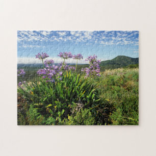 Afrikaanse lelie (Agapanthus praecox), Mosselbaai Legpuzzel