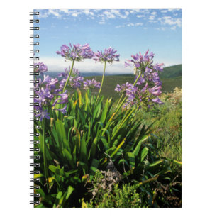 Afrikaanse lelie (Agapanthus praecox), Mosselbaai Notitieboek