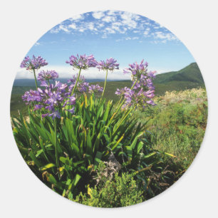 Afrikaanse lelie (Agapanthus praecox), Mosselbaai Ronde Sticker