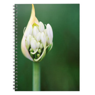 Afrikaanse Lily, Agapanthus Praecox, Kaapstad Notitieboek