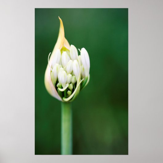 Afrikaanse Lily, Agapanthus Praecox, Kaapstad Poster (Voorkant)