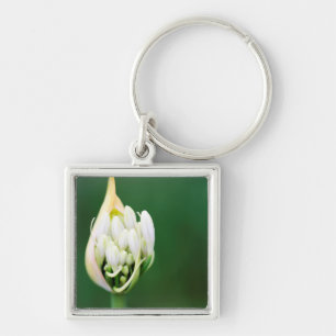 Afrikaanse Lily, Agapanthus Praecox, Kaapstad Sleutelhanger