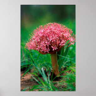 Afrikaanse Lily (Agapanthus Praecox), Mala Mala Poster