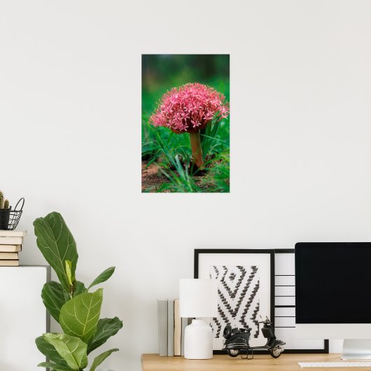 Afrikaanse Lily (Agapanthus Praecox), Mala Mala Poster (Thuiskantoor)