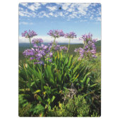 Afrikaanse Lily (Agapanthus praecox), Mossel Bay Klembord (Achterkant)