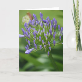 Afrikaanse Lily-kaart Bedankkaart