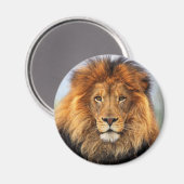 Afrikaanse lion 1 magneet (Voorkant / Achterkant)