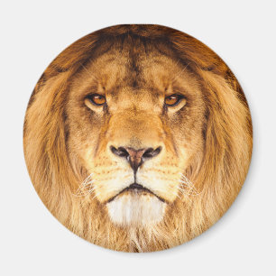 Afrikaanse lion magneet