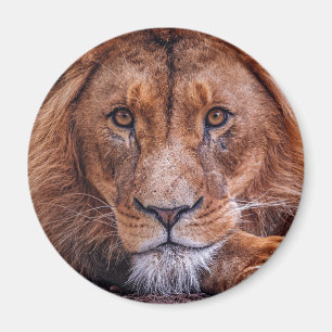 Afrikaanse lion magneet