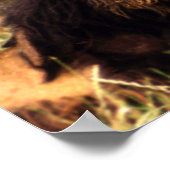 Afrikaanse lion poster (Hoek)