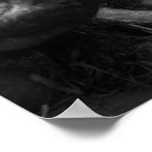 Afrikaanse lion poster (Hoek)