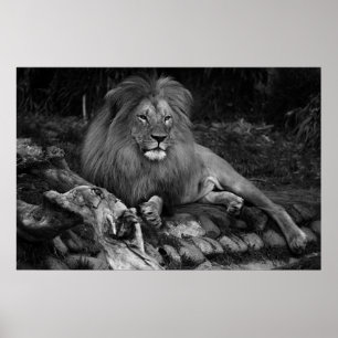 Afrikaanse lion poster