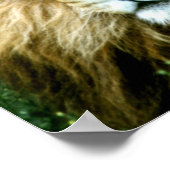 Afrikaanse lion poster (Hoek)