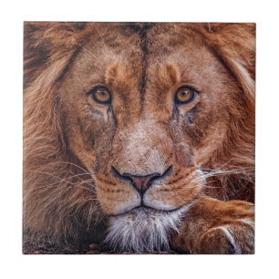 Afrikaanse lion tegeltje