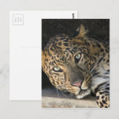 Afrikaanse luipaard briefkaart (Voorkant / Achterkant)