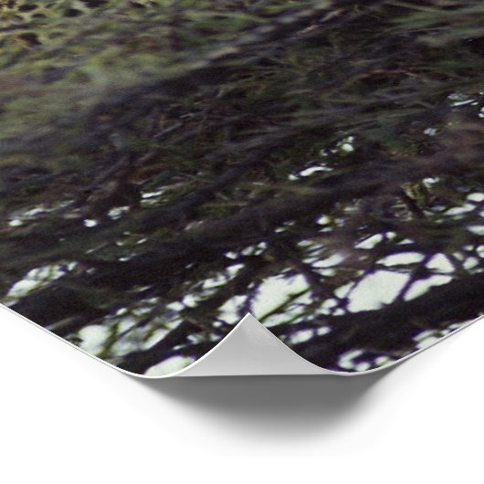 Afrikaanse luipaard poster (Hoek)