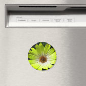 Afrikaanse Madelief Fluorescerend Geel Magneet (Insitu (Vaatwasser))