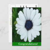 Afrikaanse Madeliefje Briefkaart (Voorkant / Achterkant)