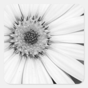 Afrikaanse Madeliefje Monochroom Bloemstuk Vierkante Sticker