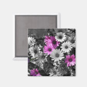 Afrikaanse madeliefjes BW bloemmagneet Magneet (Voorkant / Achterkant)