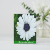 Afrikaanse Marguerite Briefkaart (Staand voorkant)