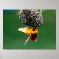 Afrikaanse maskers (Ploceus Velatus)