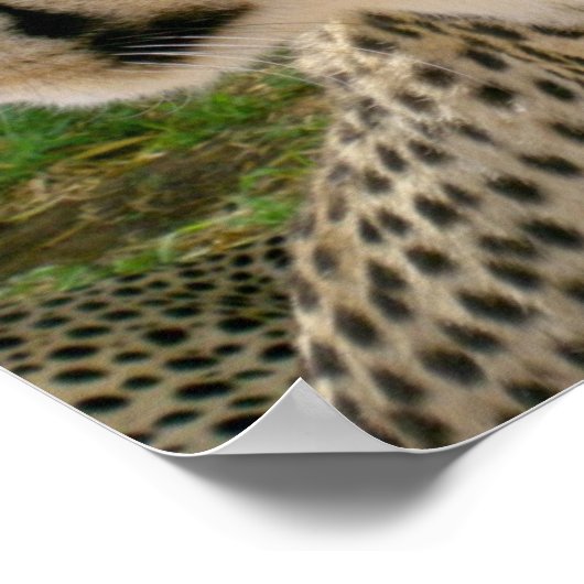 Afrikaanse Oerwoud Safari Wild Cats Cheetahs Poster (Hoek)