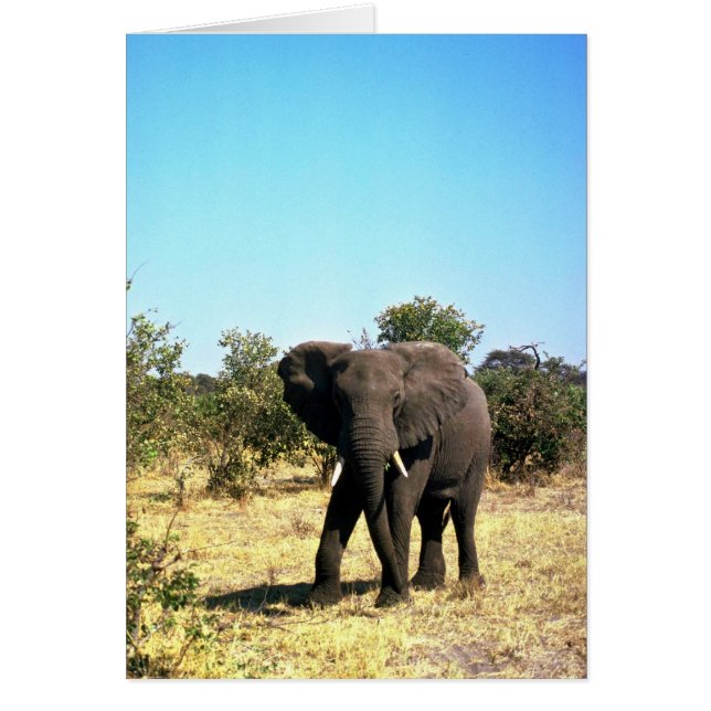 Afrikaanse olifant (Voorkant)
