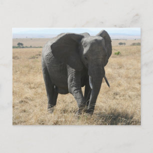 afrikaanse olifant briefkaart
