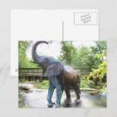 Afrikaanse olifant Bronze-sculptuur Briefkaart (Voorkant / Achterkant)