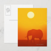 Afrikaanse olifant die op zonsondergang loopt, Ken Briefkaart (Voorkant / Achterkant)