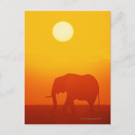 Afrikaanse olifant die op zonsondergang loopt, Ken Briefkaart (Voorkant)
