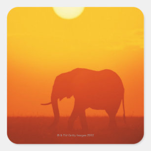 Afrikaanse olifant die tegen zonsondergang loopt,  vierkante sticker