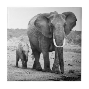 Afrikaanse olifant en kalveren   Kenia, Afrika Tegeltje