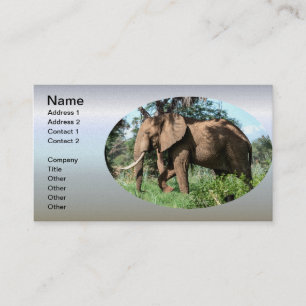 Afrikaanse olifant in de Safari Visitekaartje